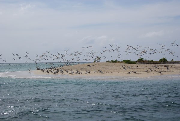 Burung-Camar-Pulau-Noko-Selayar.jpg